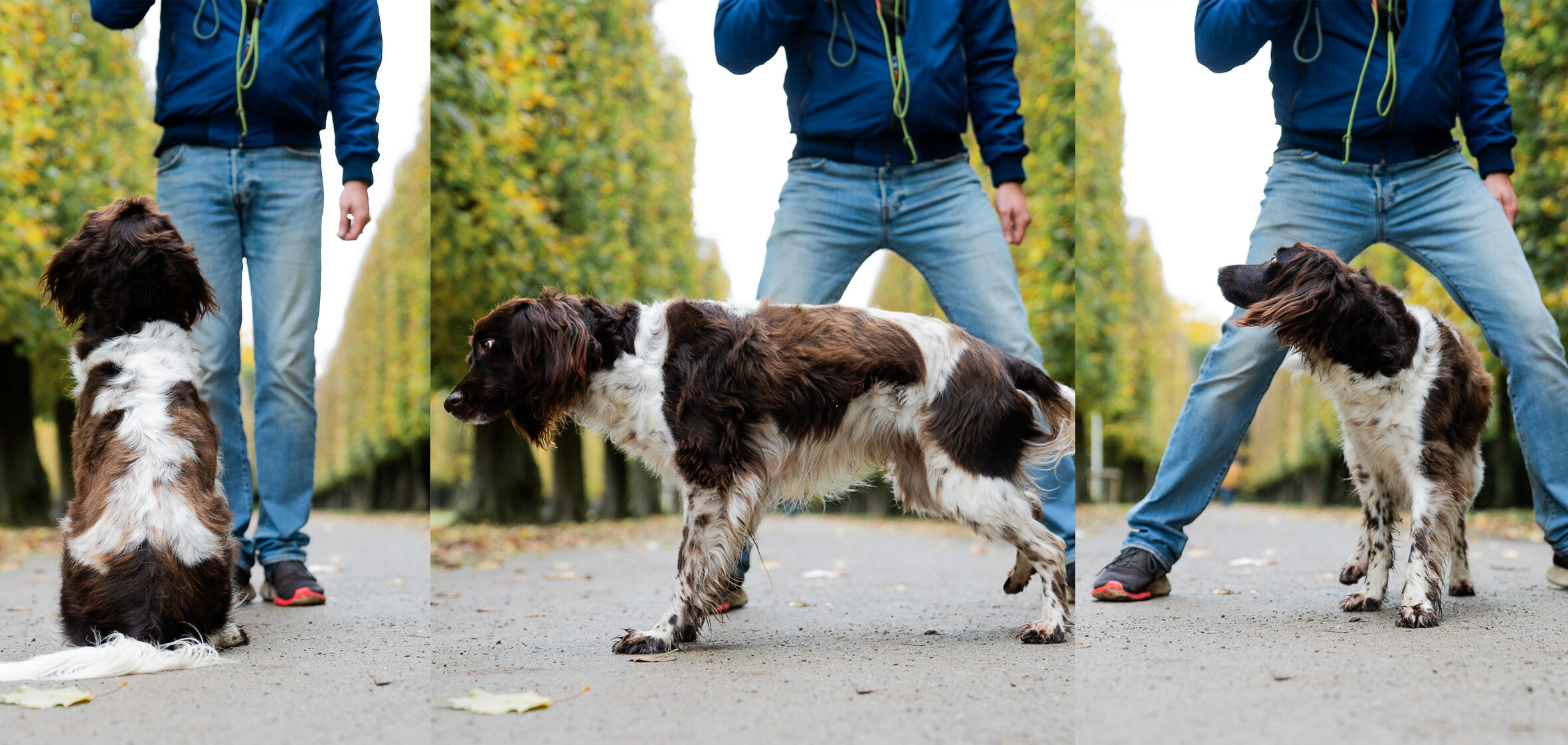 Beschäftigung für den Hund. Hund auslasten