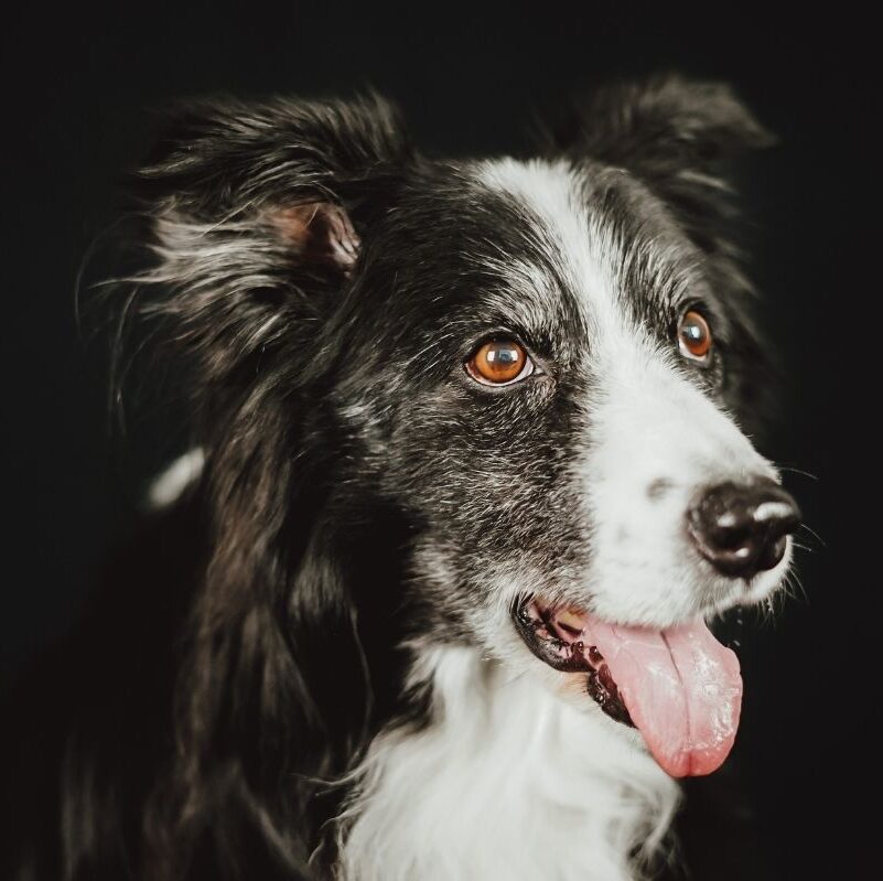 SeniorenWerk Beratung für Hundesenioren
