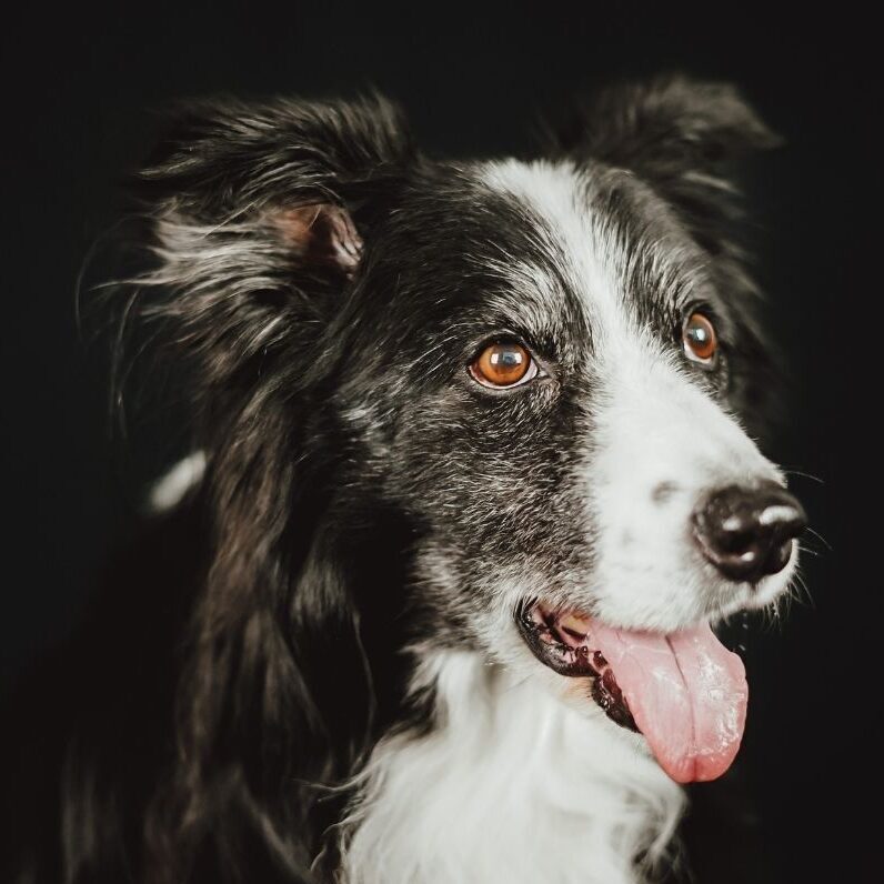 SeniorenWerk Beratung für Hundesenioren