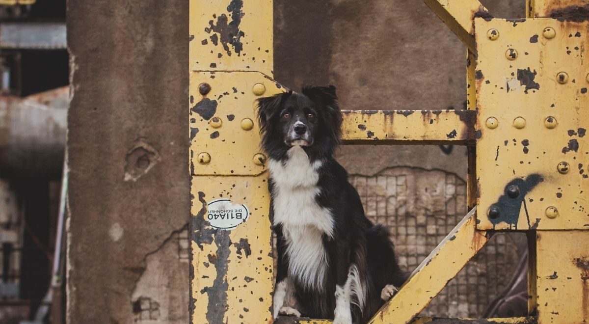 Australien Shepherd, Aussie, Hundeschule