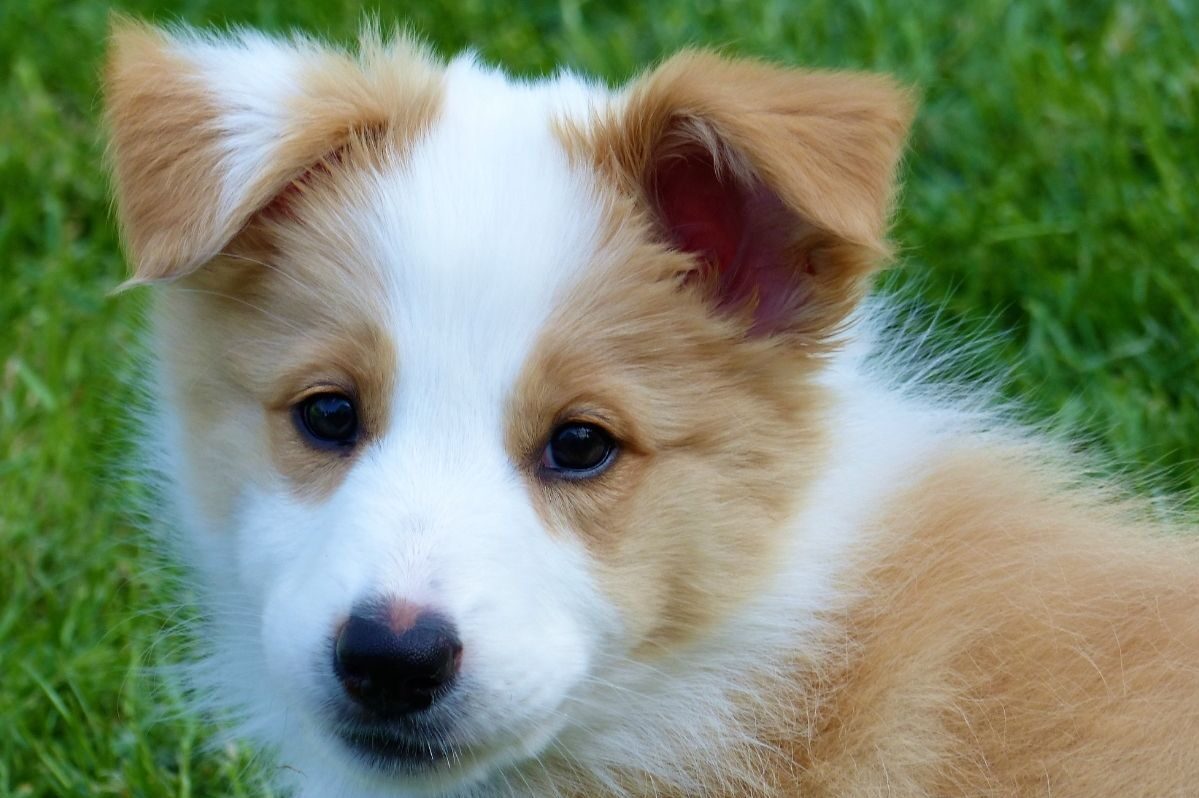 Welpenspielen, Welpenerziehung