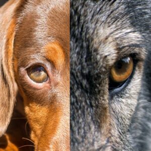 Hund stammt vom Wolf ab