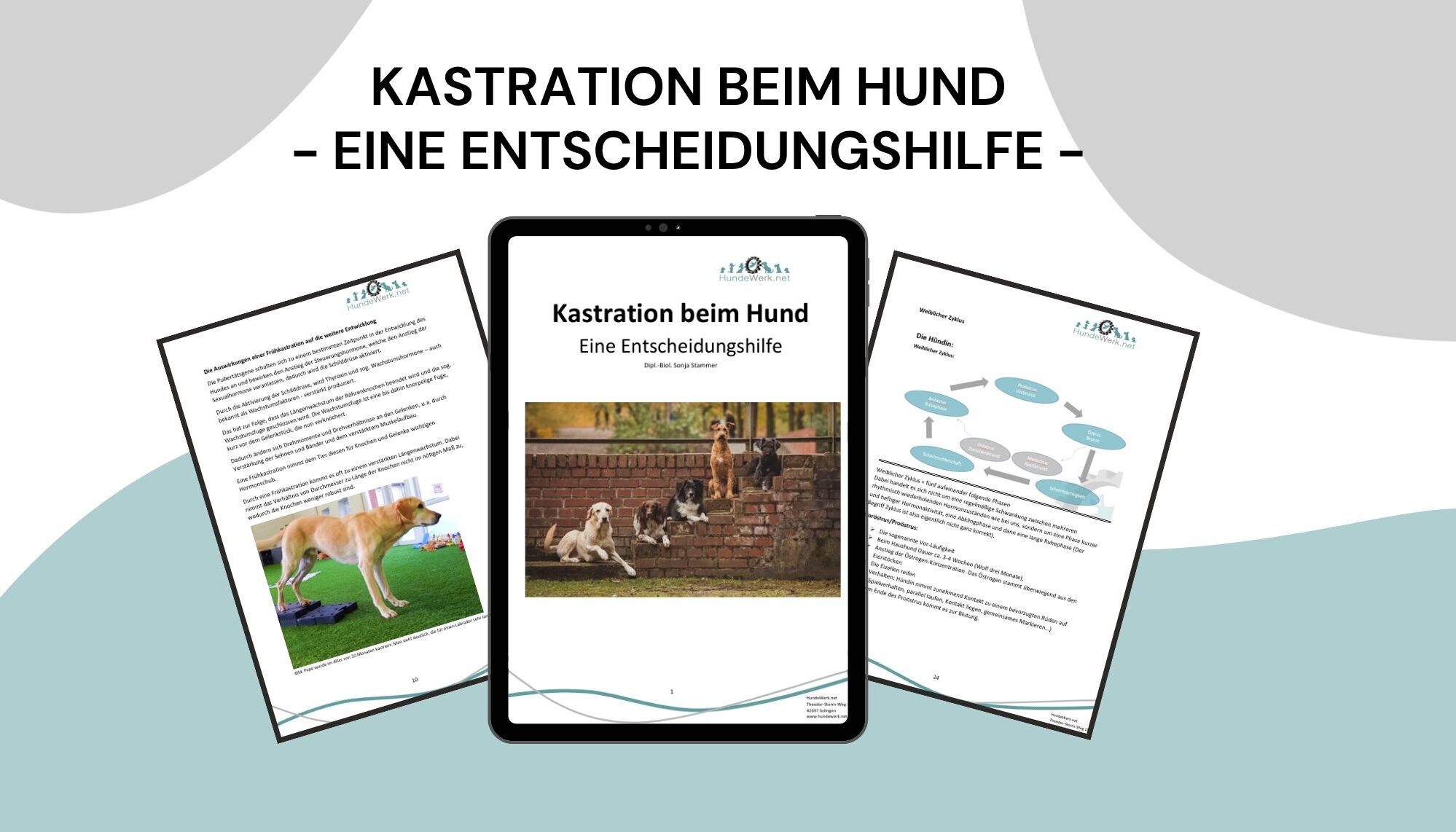 Kastration, Sterilisation, Entscheidungshilfe