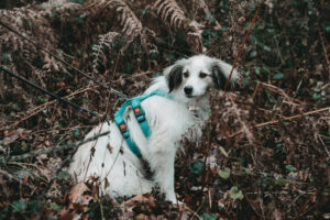 Angst beim Hund