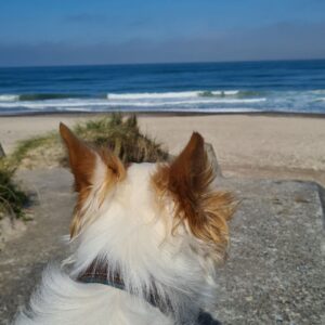 Urlaub mit Hund, Reisen mit Hund