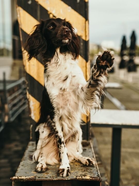 Hundeschule in Solingen, Kreis Mettmann, Wuppertal, Düsseldorf